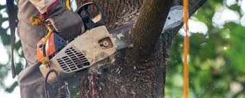 Best Residential Tree Removal  in Willards, MD