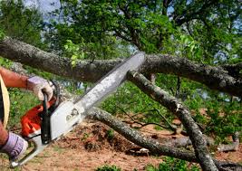 How Our Tree Care Process Works  in  Willards, MD