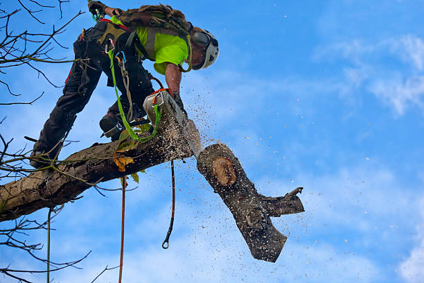 Willards, MD Tree Removal Services Company